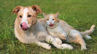 What is Pica, and Does Your Pet Have It?