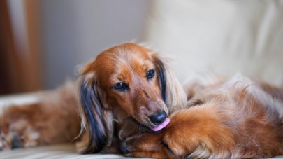 The Connection Between Leaky Gut and Autoimmunity – Part 1