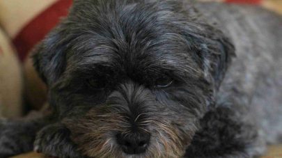 The Link Between Leaky Gut and Arthritis