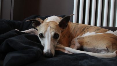 The Low Down on Megaoesophagus