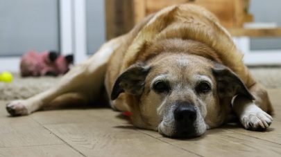 Do Dogs Get Dementia?