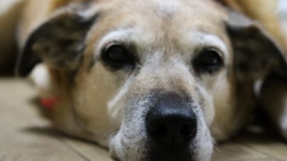 What Should I Feed My Senior Dog? – Part 2