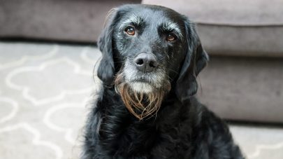 What Should I Feed My Senior Dog? – Part 1