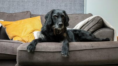 2 Types of Autoimmune Arthritis