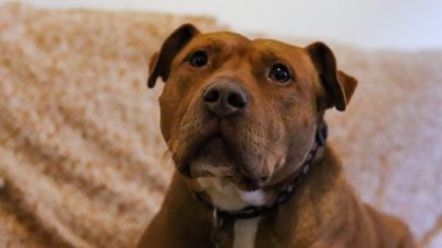 Everything you Need to Know About Cushing’s Disease