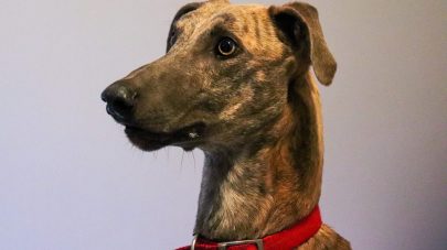 The Importance of Vitamins and Minerals for Thyroid Health