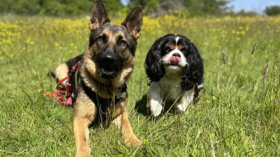 The Lowdown on Diabetes