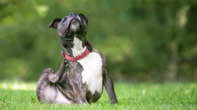 Mast Cell Activation Syndrome