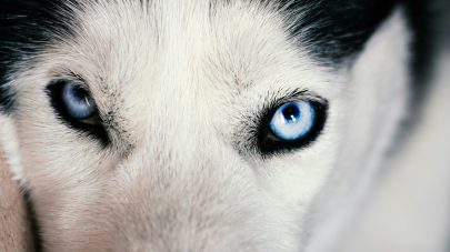 9 Common Eye Problems in Pets – Part 1