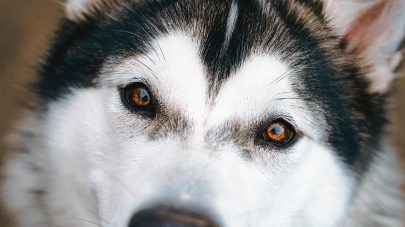 7 Steps to Optimal Gut Health for Pets