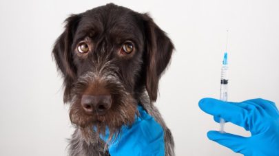 Everything you Need to Know About Vaccinations