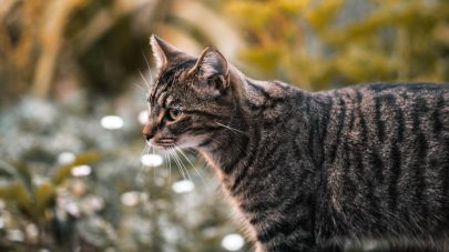 Cancer in Pets Part 2: Supplements