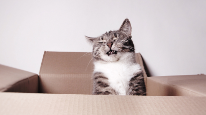 Help! My Pet Keeps Sneezing!