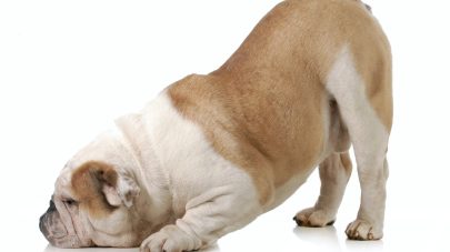 Gallstones, and Why Your Dog Has Them