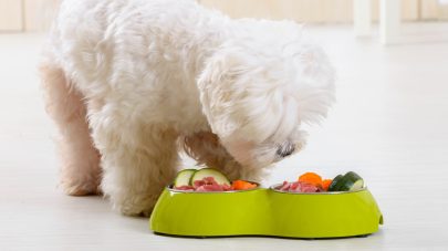 Should I Feed Vegetables to my Pet?