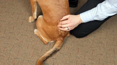 The Low Down on Spondylosis in Dogs