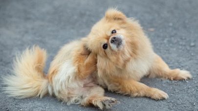 Should I Feed my Itchy Dog a Cool Protein?