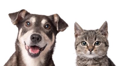 Natural Flea and Worming Treatments