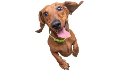 Natural Arthritis Guide and Herbs to Help Dogs