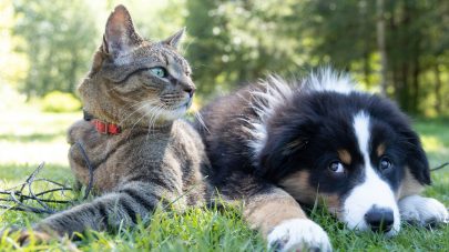 The Low Down on Hypophosphatemia in Pets