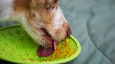 What is Missing From My Dog’s Homecooked Diet?