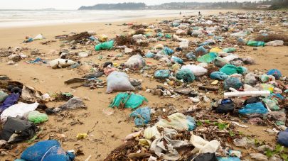 How to Avoid Environmental Hazardous Exposure in Pets – Part 2