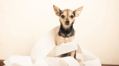 Help! My Dog Is Constipated!