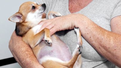 Phantom Pregnancies in Dogs