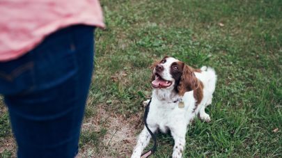 How to Find the Right Behaviourist for You and Your Dog