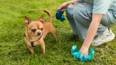 Pooh Guide for Dogs: What’s Good, and What’s Not