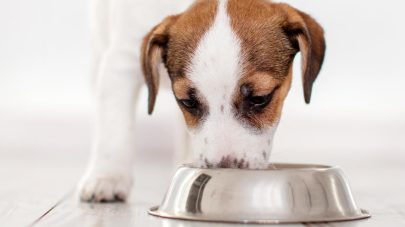 What Should I Feed My Puppy?