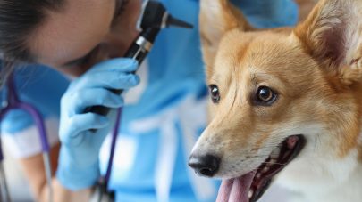 The Ultimate Guide to Graves Disease in Pets