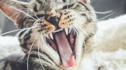 The Low Down on Tooth Resorption in Cats and Dogs