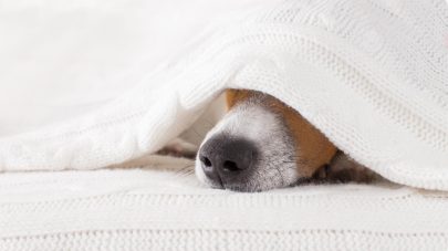 The Lowdown on Lymphoplasmacytic Gastritis