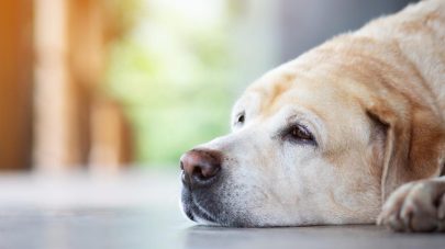The Lowdown on Hypokalaemia in Pets