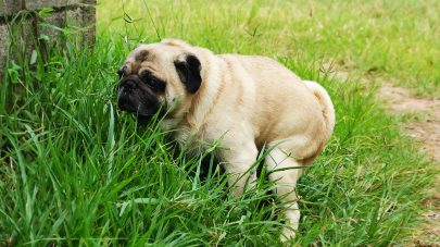 5 Reasons Why Your Dog May Have Diarrhoea