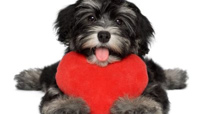 The Lowdown on Dilated Cardiomyopathy