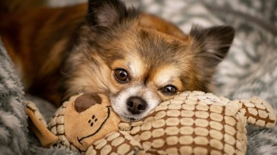 CECS – What Is It, and How Can I Help My Dog?