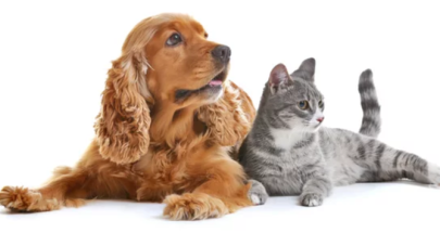 Hormones, and Their Role in the Body