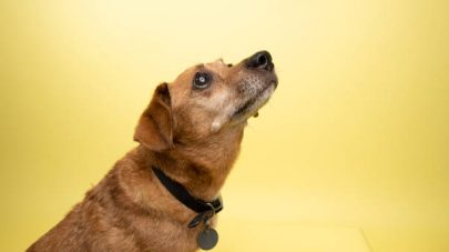 Portrait of “Daisy,” a 8 year old, female, red Dachshund.  She has diabetes and Cushings disease.  By using this photo, you are supporting the Amanda Foundation, a nonprofit organization that is dedicated to helping homeless animals find permanent loving homes.