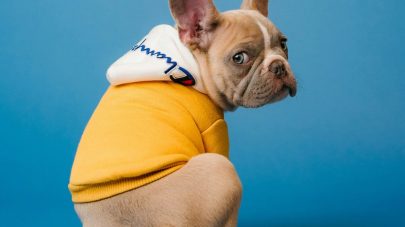 All You Need to Know About IVDD