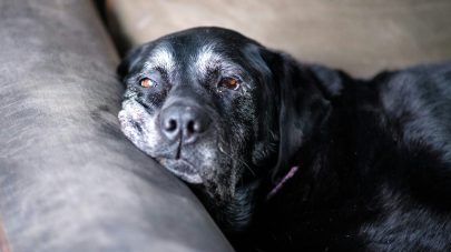 How Can I Help My Dog With Vestibular Disease?