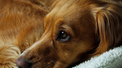 9 Common Eye Problems in Pets – Part 2
