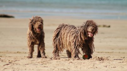 Everything You Need to Know About Leishmaniasis