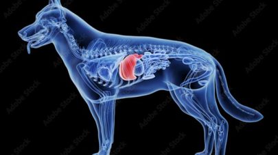 How to Support Liver Health in Your Dog