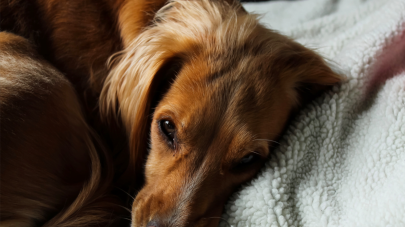 11 Signs Your Pet Has Low Stomach Acid