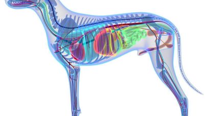 Dog Anatomy - Internal Anatomy of a Male Dog