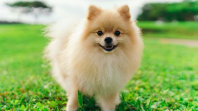 How to Support a Healthy Gallbladder in Pets