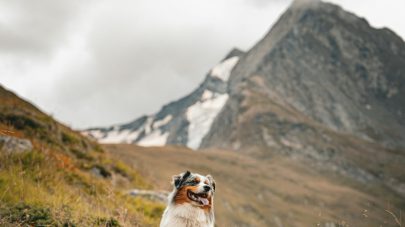 The Lowdown on Rabies