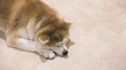 Do Food Intolerances Cause Inflammation in Your Pet?